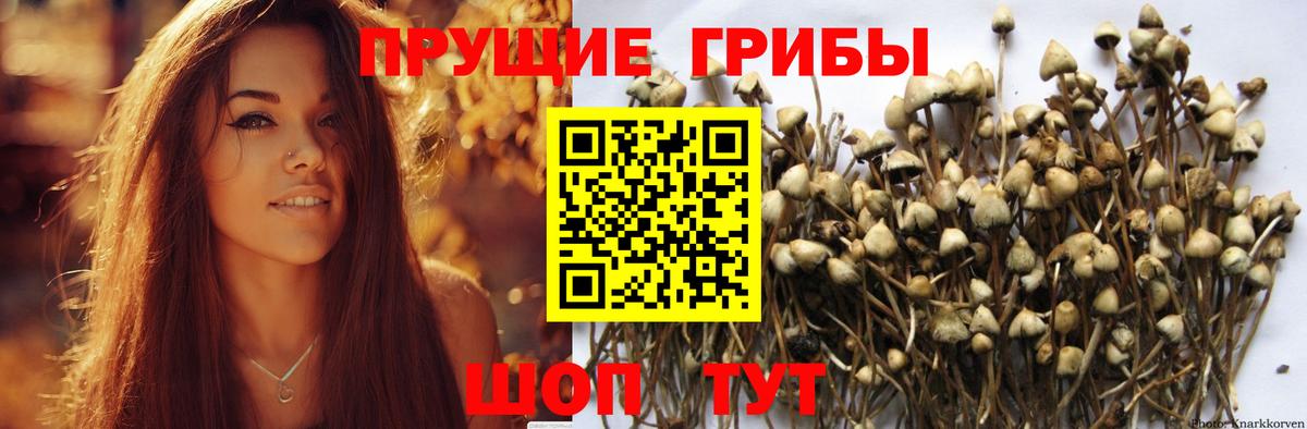 Семилуки  Псилоцибиновые грибы Psilocybe  Псилоцибиновые грибы Psilocybine cubensis  Вход с VPN 